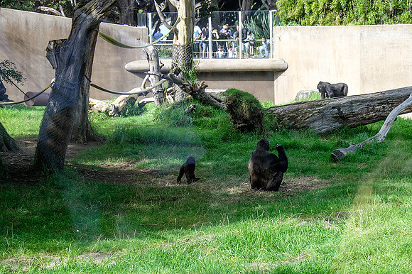 San Francisco Zoo