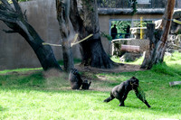San Francisco Zoo