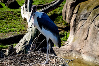 San Francisco Zoo