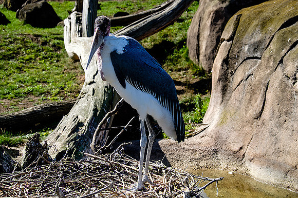 San Francisco Zoo