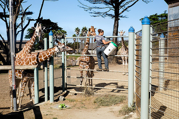 San Francisco Zoo