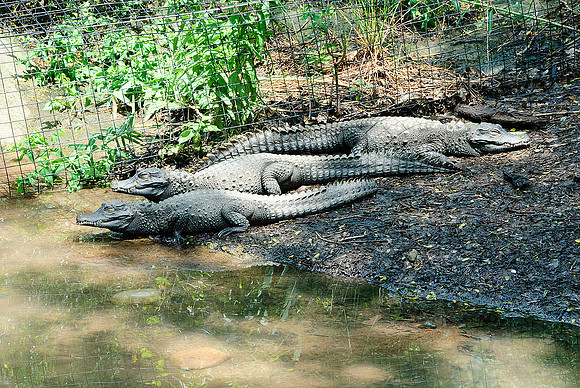 Pittsburgh Zoo