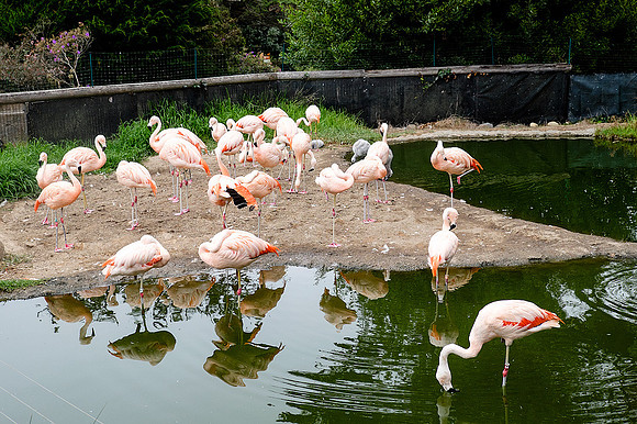 San Francisco Zoo