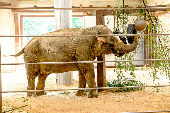 National Zoo, Washington DC