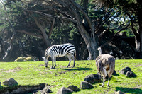 San Francisco Zoo