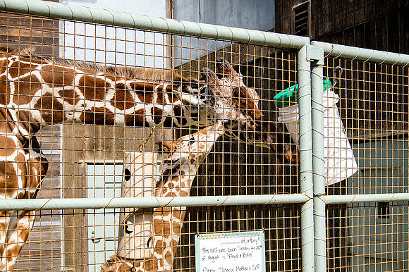 San Francisco Zoo