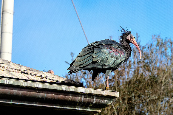 San Francisco Zoo