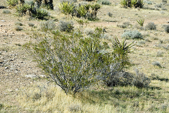 Red Rock Canyon, Las Vegas, NV