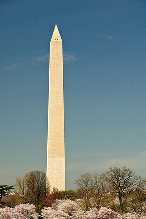 Cherry Blossoms, Washington, DC