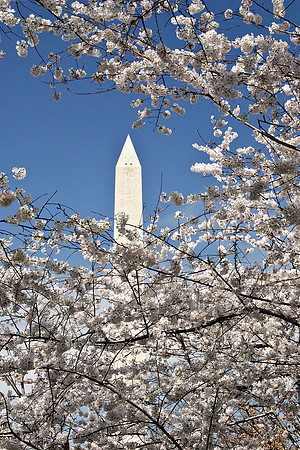 Cherry Blossoms, Washington, DC