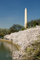 Cherry Blossoms, Washington, DC