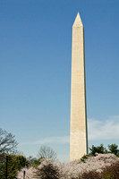 Cherry Blossoms, Washington, DC