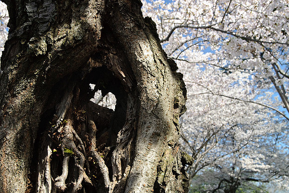Cherry Blossoms, Washington, DC