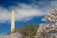 Cherry Blossoms