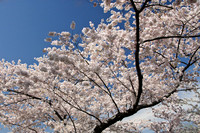 Cherry Blossoms, Washington, DC