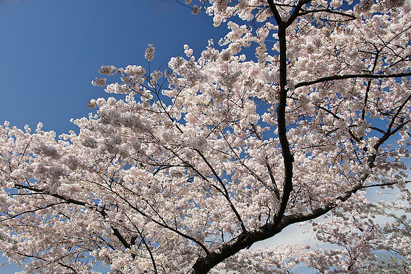 Cherry Blossoms, Washington, DC