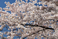 Cherry Blossoms, Washington, DC
