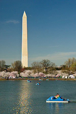 Cherry Blossoms, Washington, DC