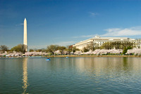 Cherry Blossoms, Washington, DC
