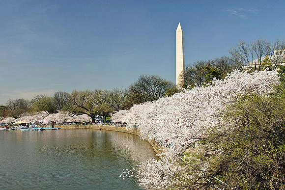 Cherry Blossoms, Washington, DC