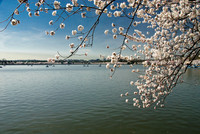 Cherry Blossoms, Washington, DC