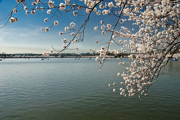 Cherry Blossoms, Washington, DC