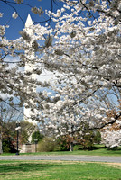 Cherry Blossoms, Washington, DC