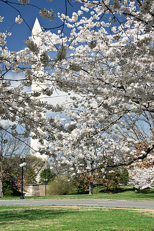 Cherry Blossoms, Washington, DC