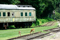 Cass Scenic Railroad