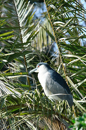 Black-crowned Night Heron