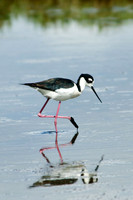 Black-necked Stilt