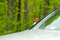 Cardinal