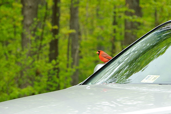 Cardinal