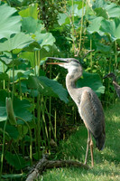 Great Blue Heron