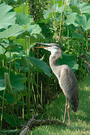 Great Blue Heron