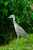Night Heron