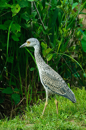 Night Heron