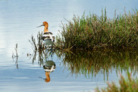 American Avocet