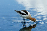 American Avocet