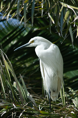 Snowy Egret