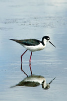 Black-necked Stilt