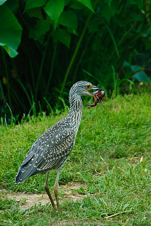 Night Heron