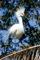 Snowy Egret