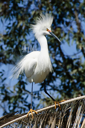 Snowy Egret