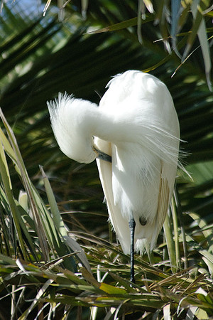 Snowy Egret