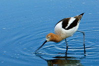 American Avocet