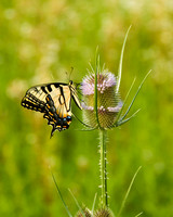 Tiger Swallowtail