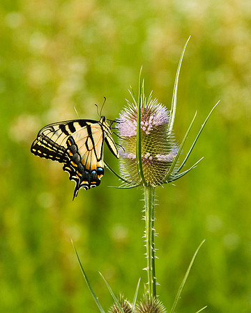 Tiger Swallowtail