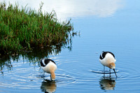 American Avocet