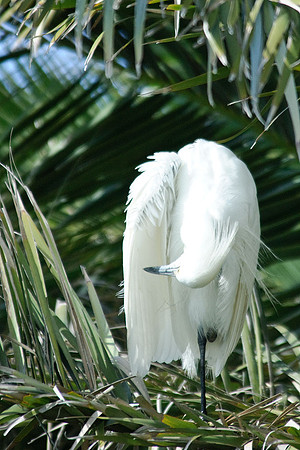 Snowy Egret